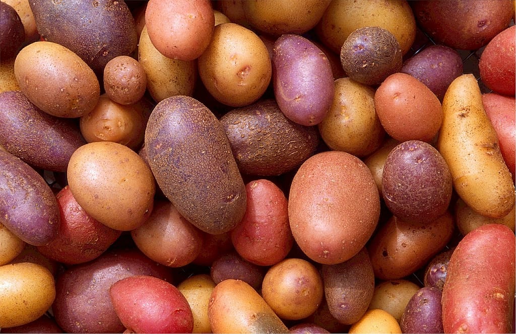 varieties spuds taters